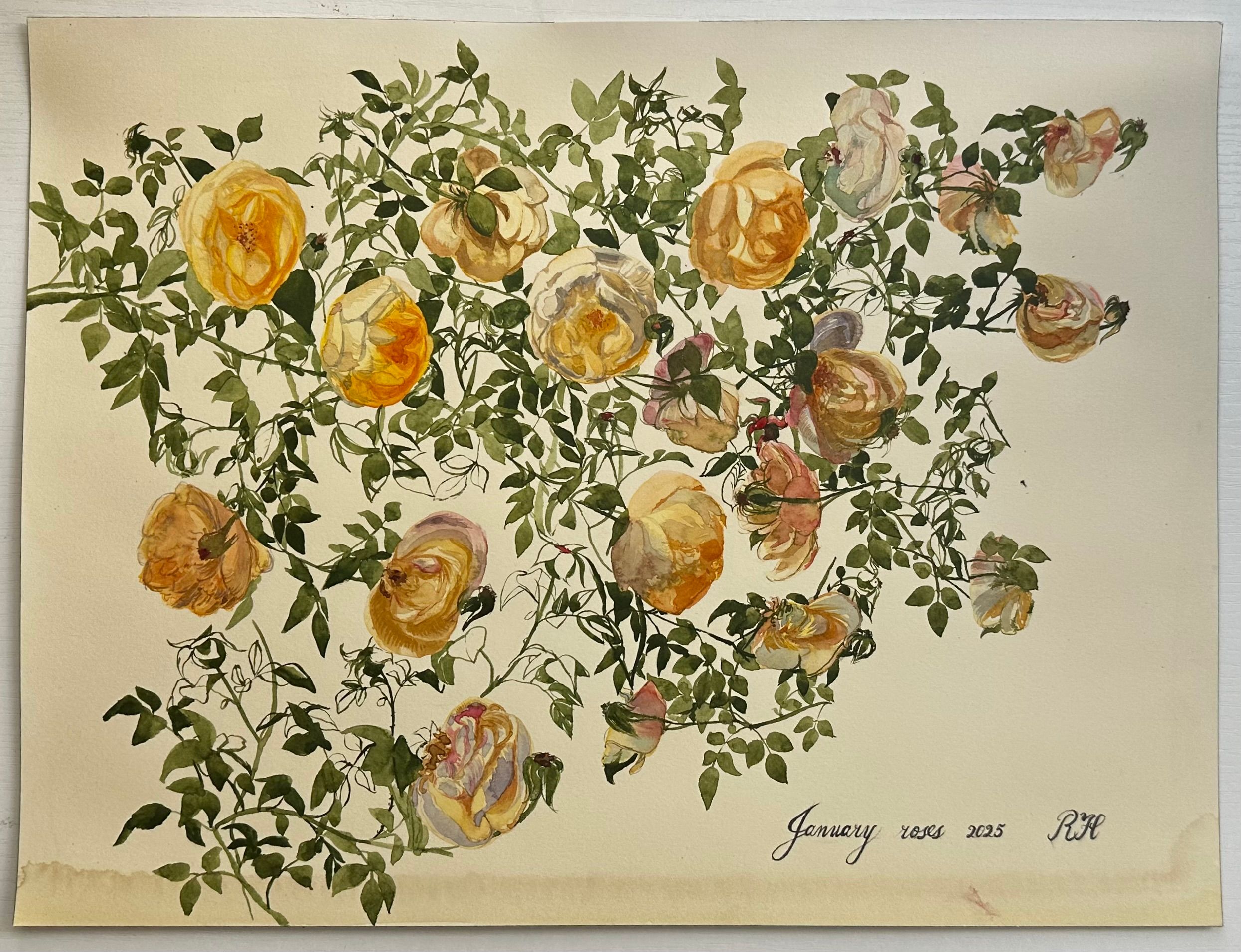 January 2025 roses